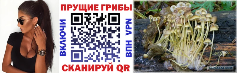 что такое   Мурманск  Галлюциногенные грибы Cubensis 