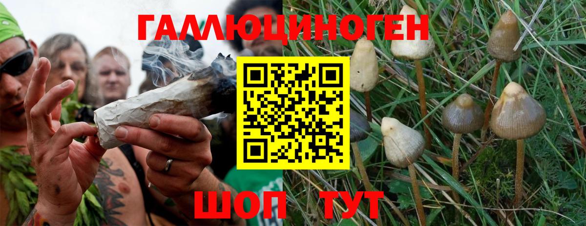 Галлюциногенные грибы Psilocybine cubensis Мурманск